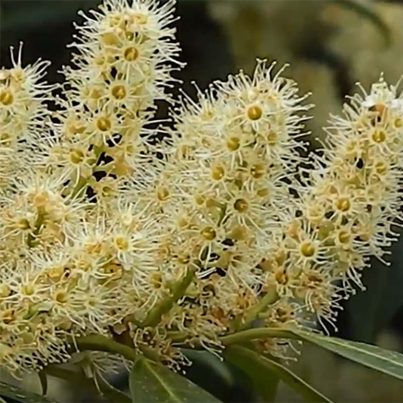 Prunus laurocerasus Herbergii- Cherry Laurel (Flowering)