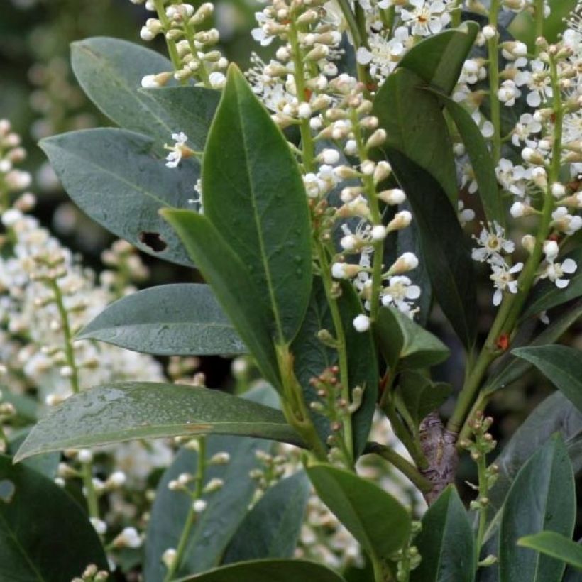 Prunus laurocerasus Mano - Cherry Laurel (Foliage)