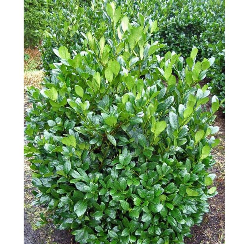 Prunus laurocerasus Mano - Cherry Laurel (Plant habit)