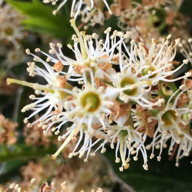 Prunus laurocerasus Mount Vernon - Cherry Laurel (Flowering)