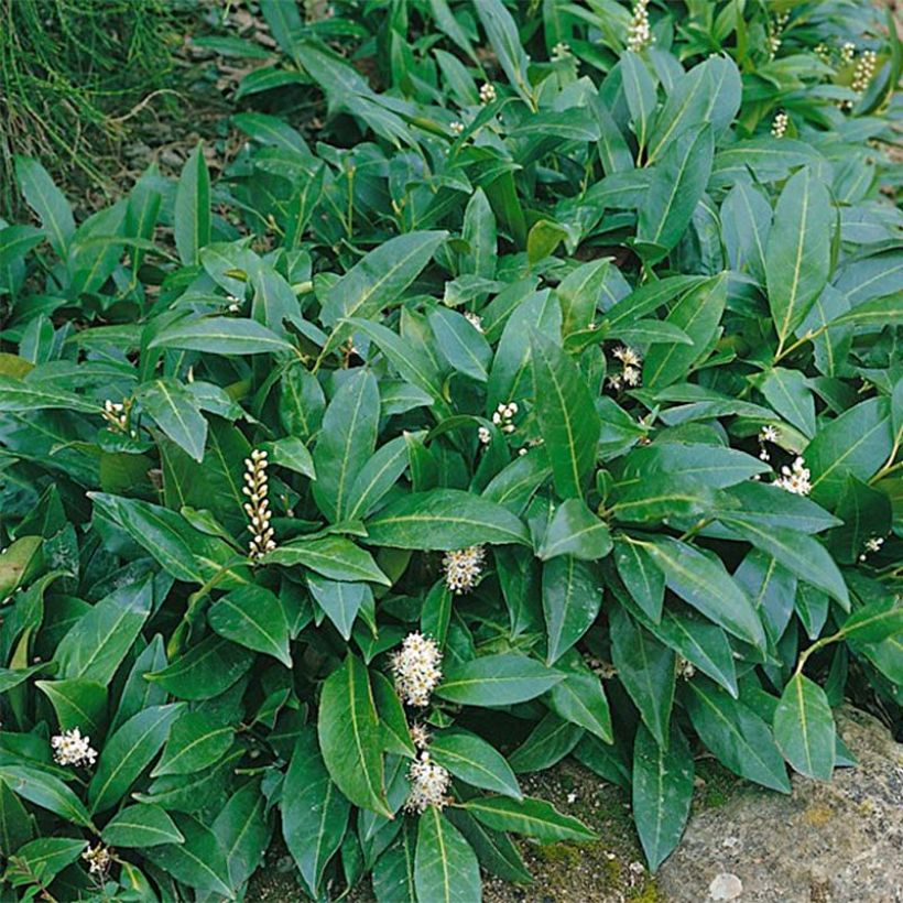 Prunus laurocerasus Novita- Cherry Laurel (Foliage)