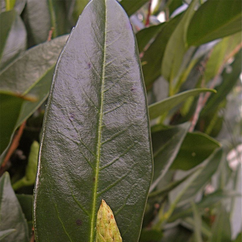 Prunus laurocerasus Otto Luyken - Cherry Laurel (Foliage)