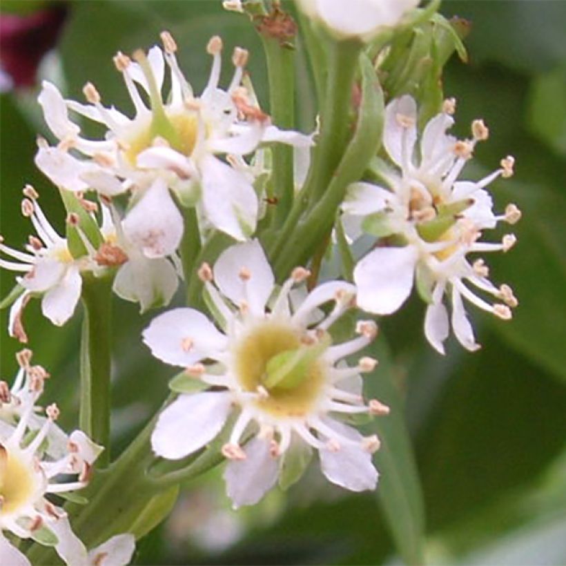 Prunus laurocerasus Otto Luyken - Cherry Laurel (Flowering)