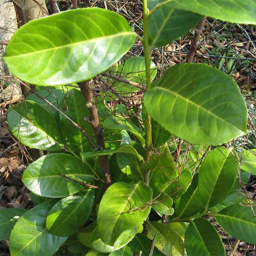 Prunus laurocerasus - Cherry Laurel (Foliage)