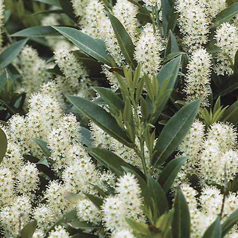 Prunus laurocerasus Zabeliana - Cherry Laurel (Flowering)