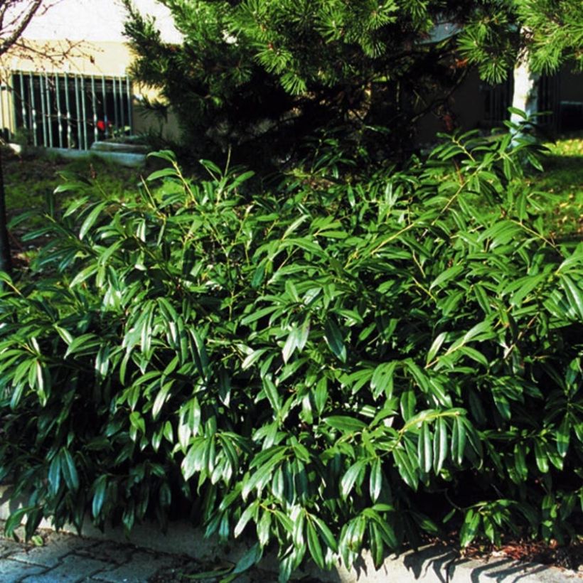 Prunus laurocerasus Zabeliana - Cherry Laurel (Plant habit)
