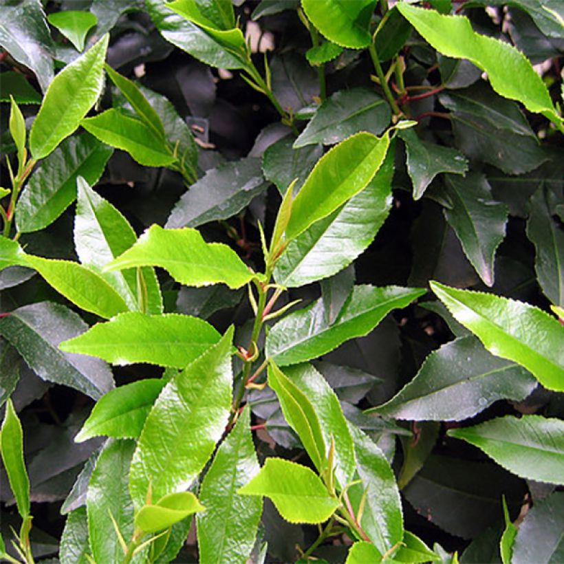 Prunus lusitanica - Portuguese Laurel (Foliage)