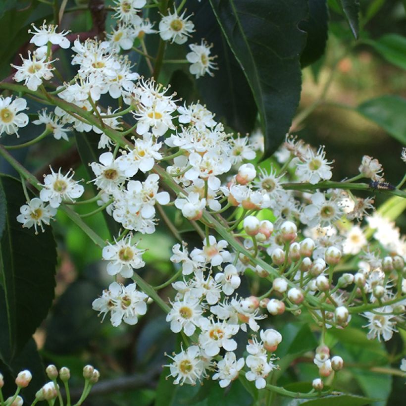 Prunus lusitanica - Portuguese Laurel (Flowering)