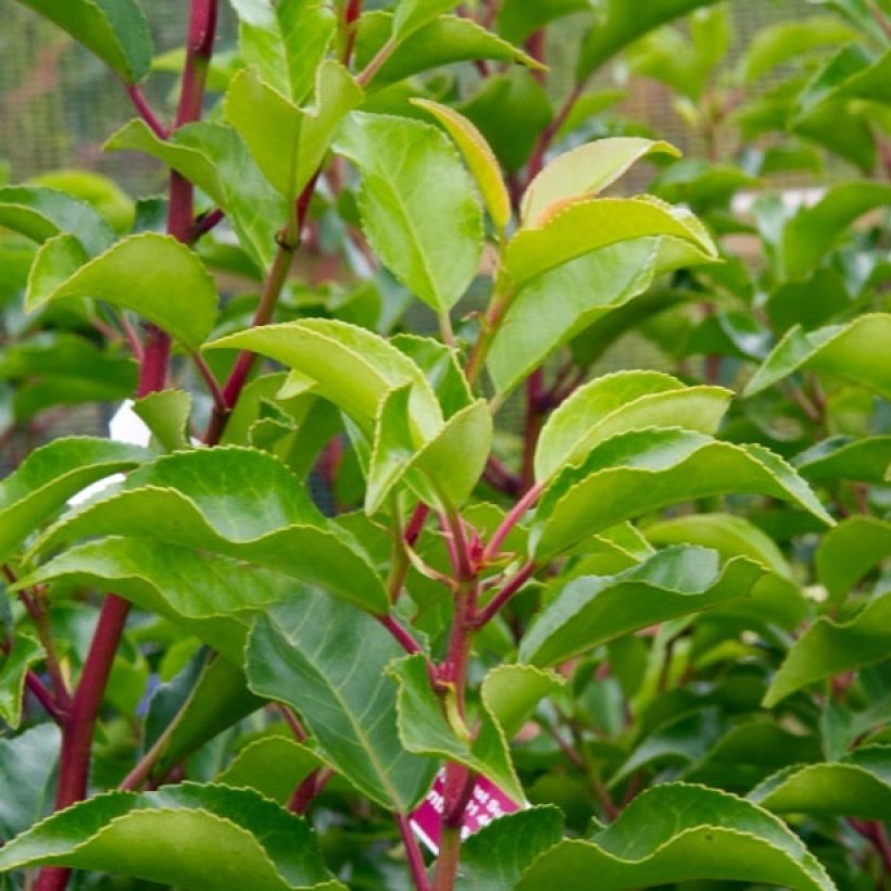 Prunus lusitanica Brenelia - Portuguese Laurel (Foliage)