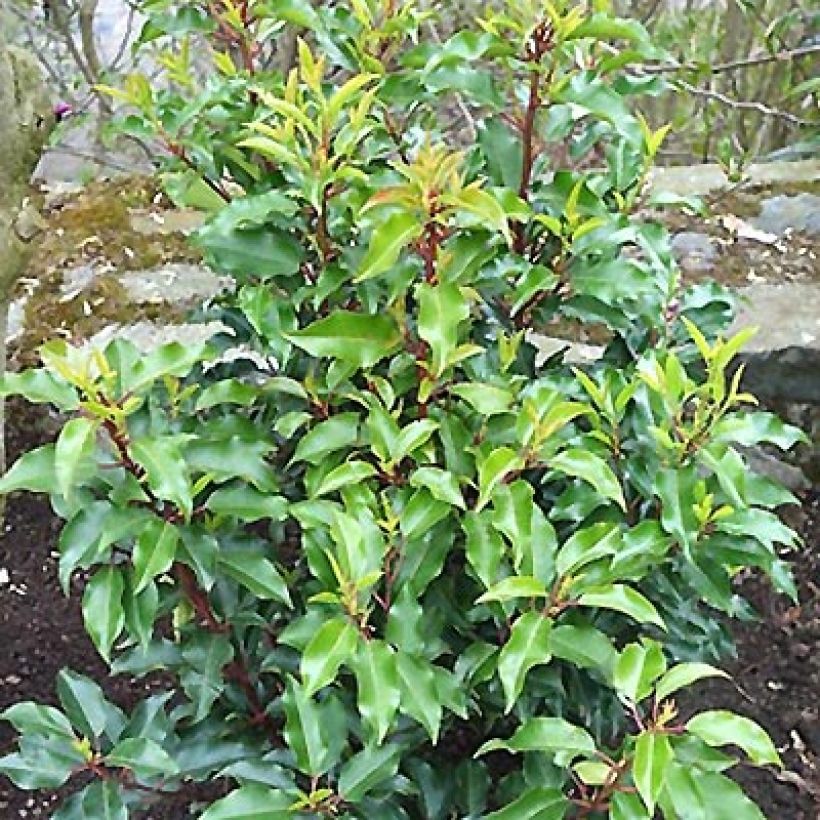Prunus lusitanica Brenelia - Portuguese Laurel (Plant habit)