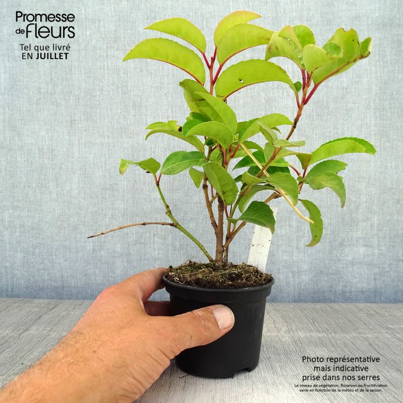 Prunus lusitanica ssp. azorica Tico (YBRAZO01) 8/9 cm pot sample as delivered in summer
