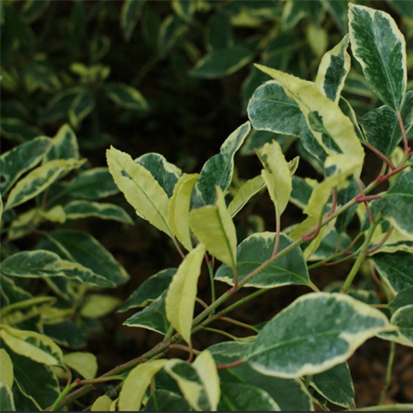 Prunus lusitanica Variegata - Portuguese Laurel (Foliage)