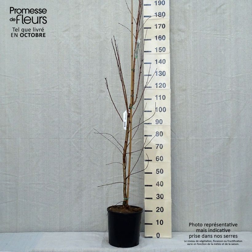 Prunus maackii Amber Beauty 7.5L/10L pot sample as delivered in autumn