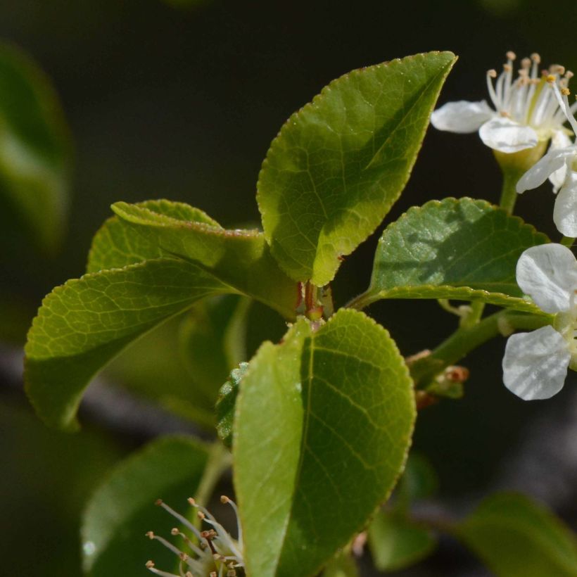 Prunus mahaleb  (Foliage)