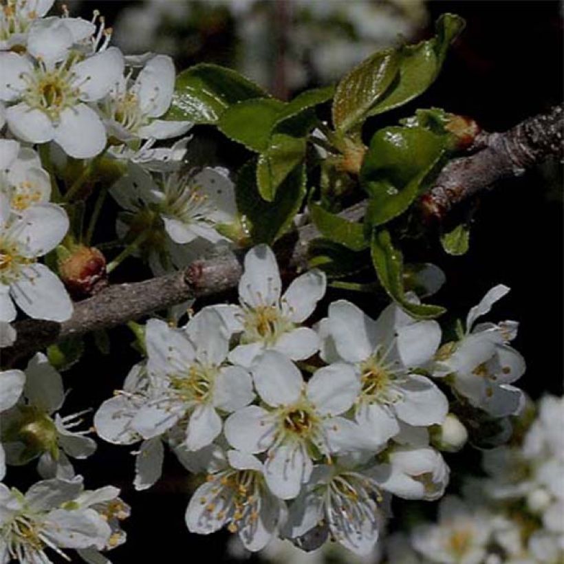 Prunus mahaleb  (Flowering)