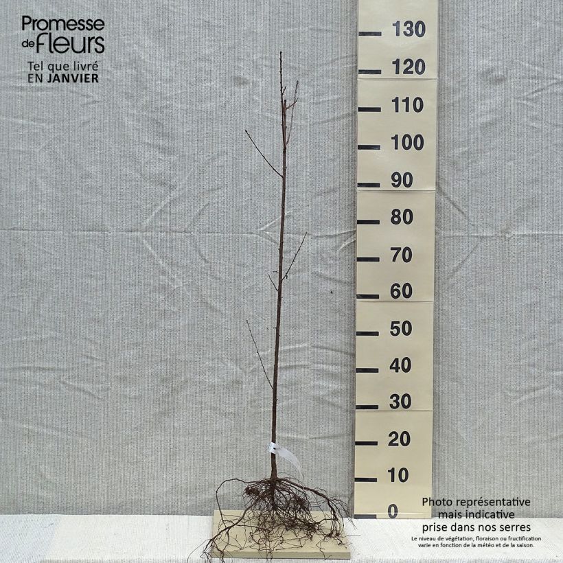 Prunus mahaleb  sample as delivered in winter