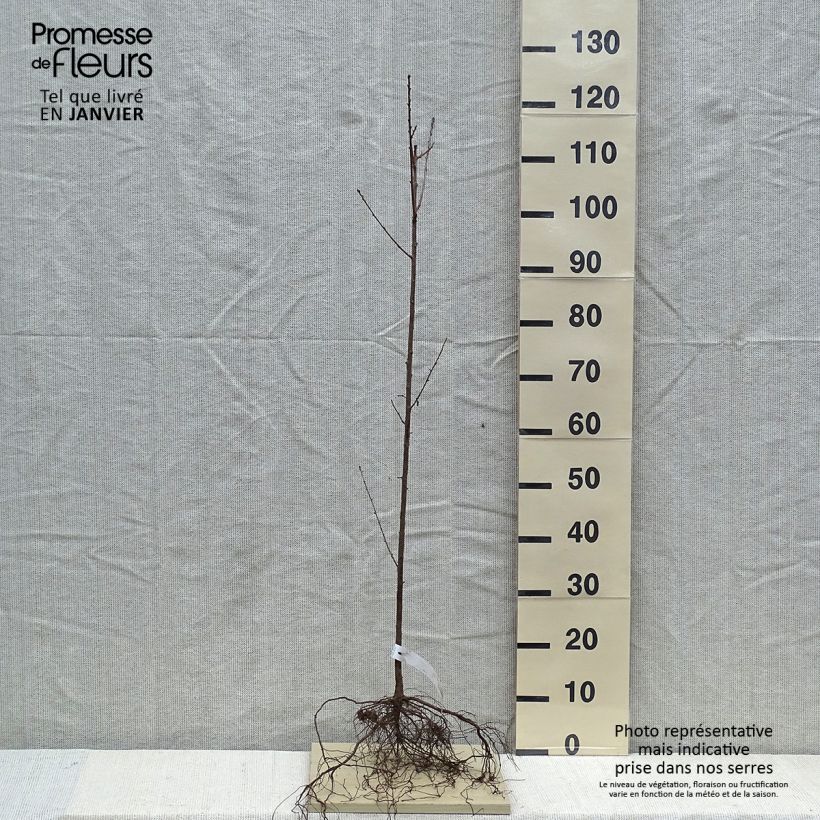 Prunus mahaleb  Bare root sample as delivered in winter