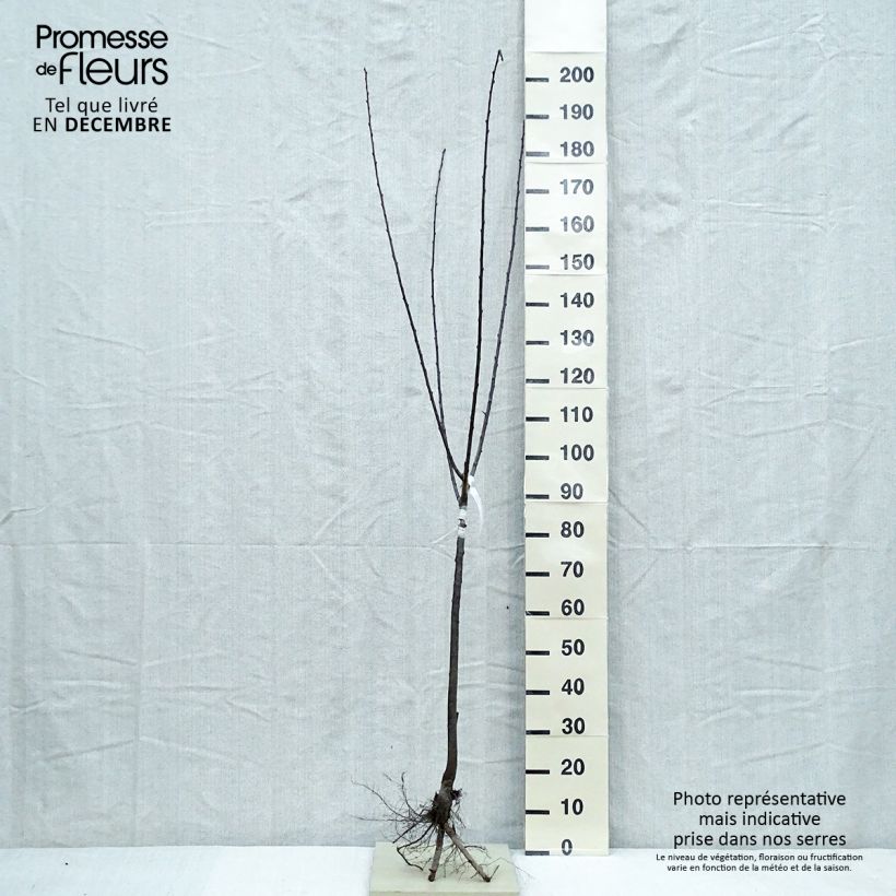 Prunus Mirabelle de Nancy Plum Tree Bare root, Goblet sample as delivered in winter