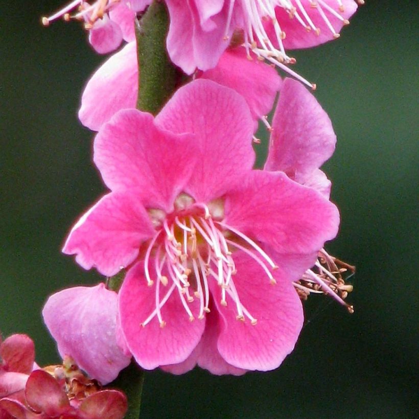 Prunus mume Beni Chidori (Flowering)