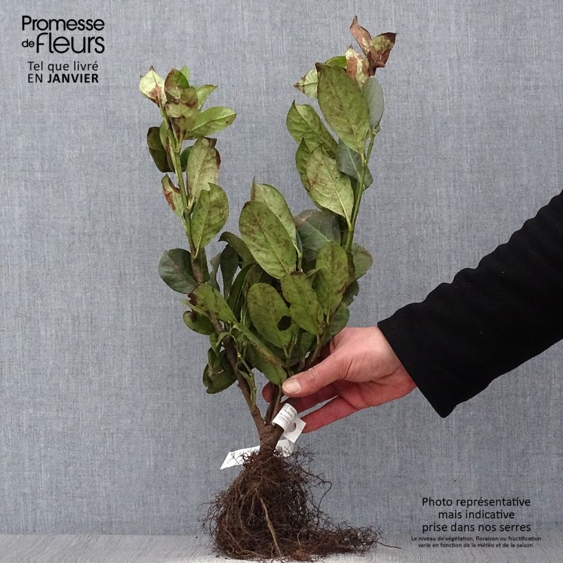 Prunus padus  Bare root sample as delivered in winter
