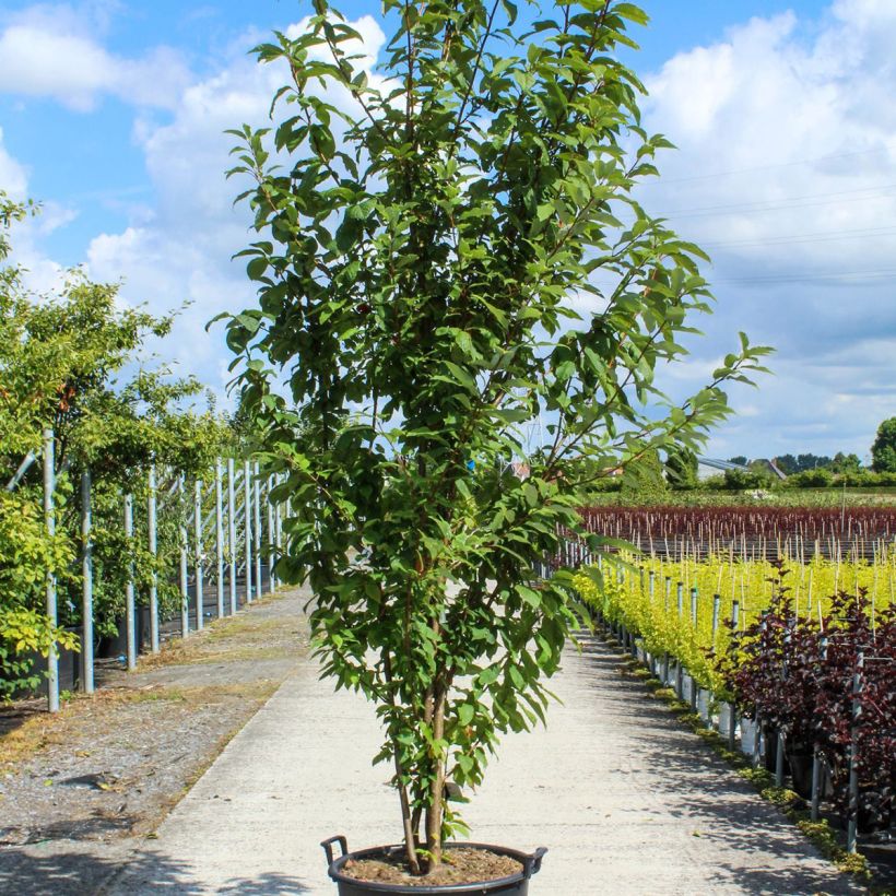 Prunus padus  sample as delivered in spring