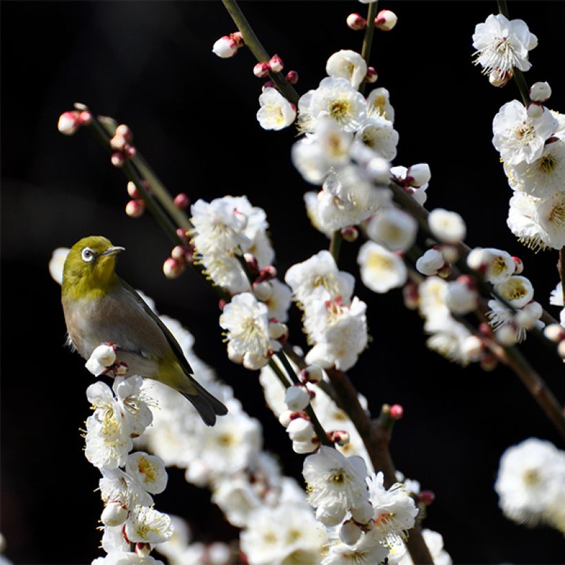 Prunus persica Taoflora White - Peach Tree (Flowering)