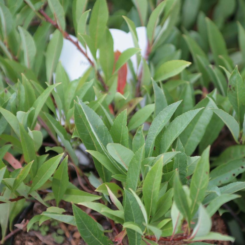 Prunus pumila Depressa (Foliage)