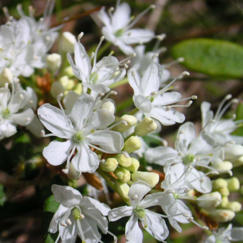 Prunus pumila Depressa (Flowering)