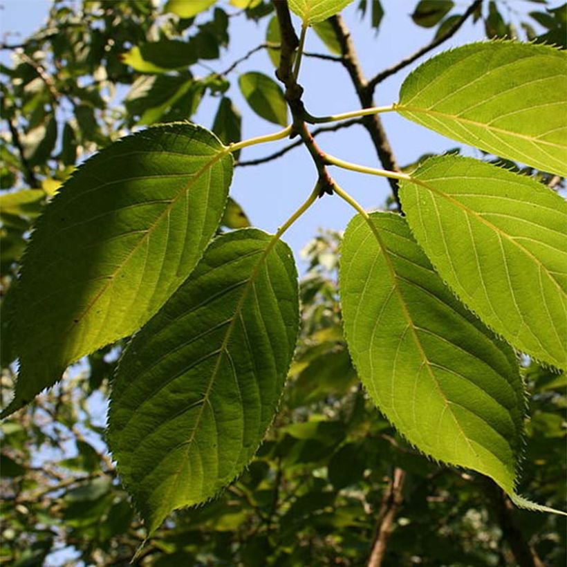 Prunus serrula Amber Scots - Tibetan Cherry (Foliage)