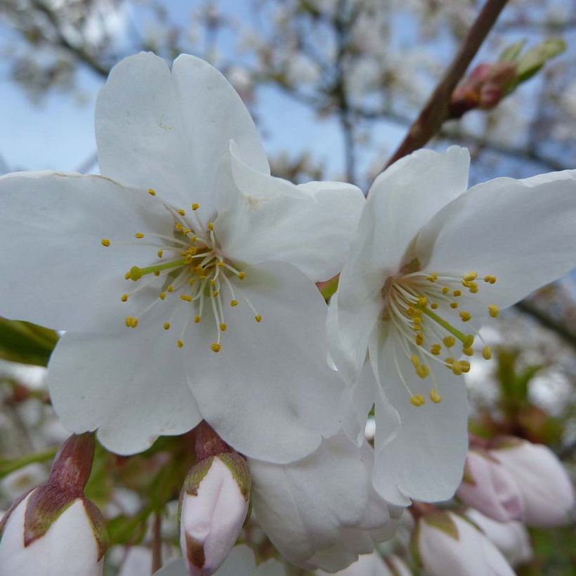 Prunus serrula Amber Scots - Tibetan Cherry (Flowering)