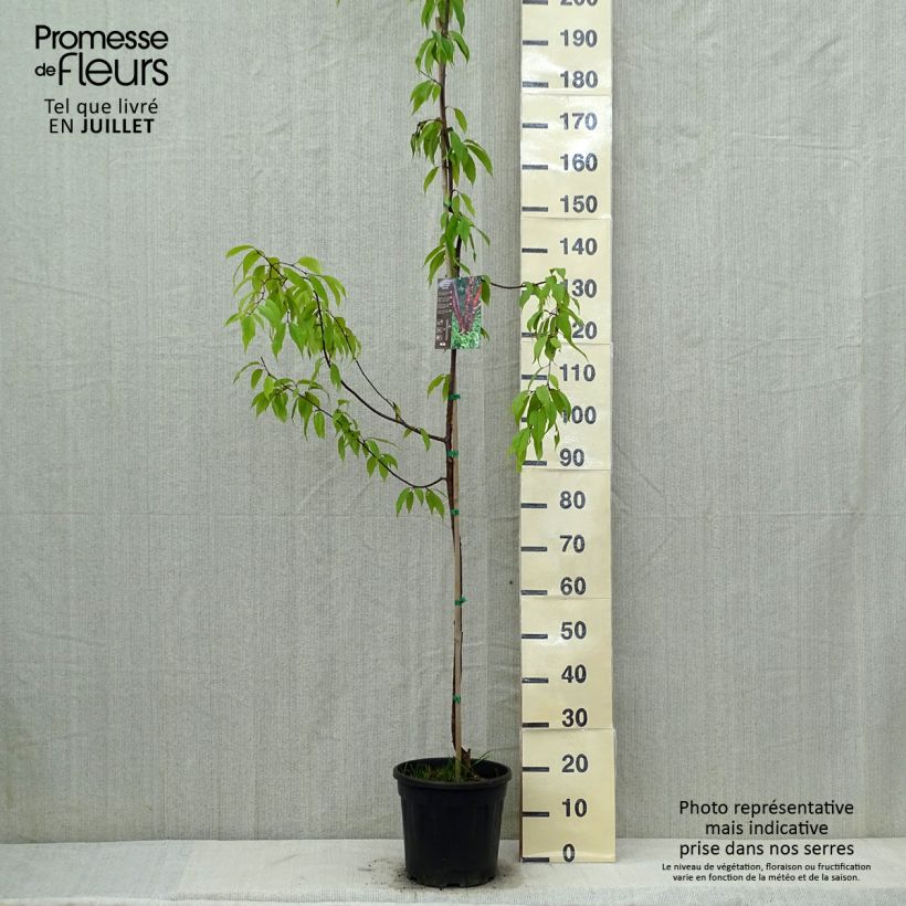 Prunus serrula Amber Scots - Tibetan Cherry 7.5L/10L pot sample as delivered in summer