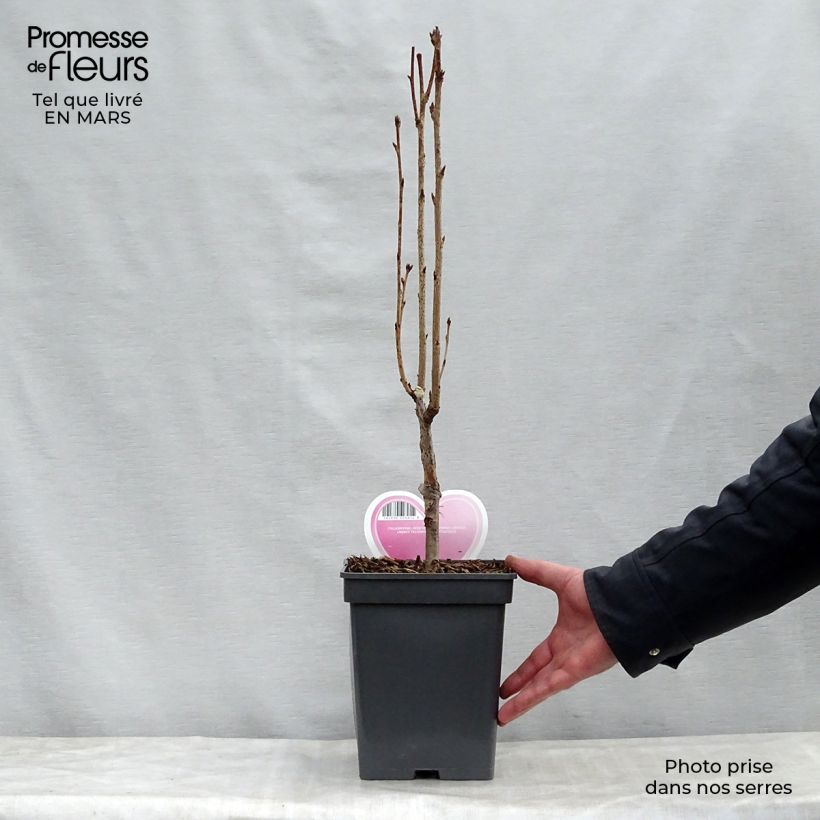 Prunus serrulata Amanogawa - Japanese Cherry sample as delivered in spring