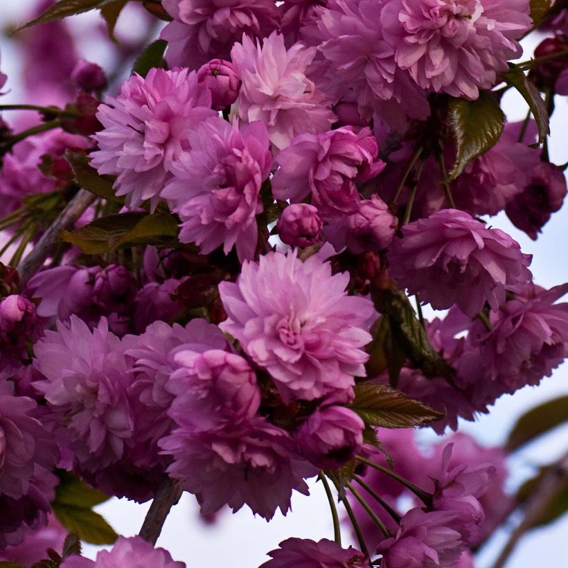 Prunus serrulata Kiku-Shidare-Zakura - Japanese Cherry (Flowering)