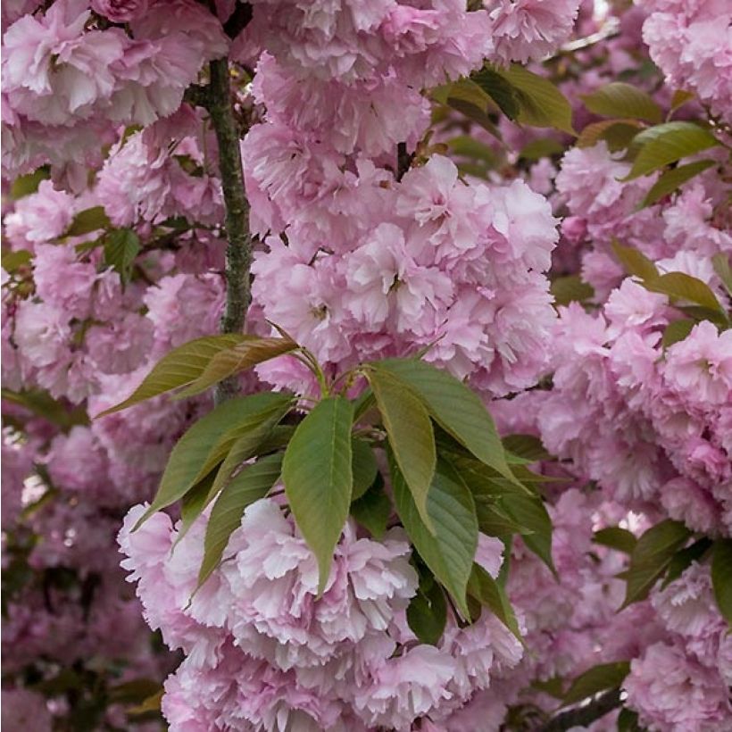 Prunus serrulata Pink Perfection - Japanese Cherry (Foliage)