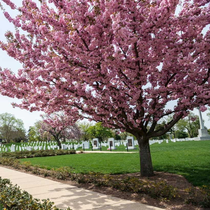 Prunus serrulata Pink Perfection - Japanese Cherry (Plant habit)