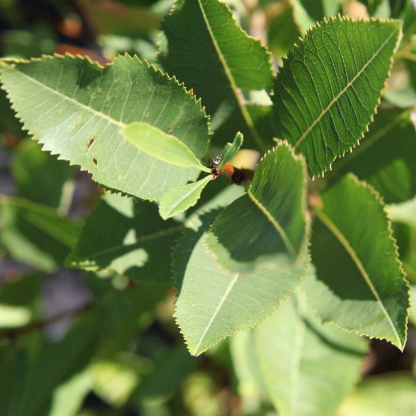 Prunus tenella Fire Hill (Foliage)