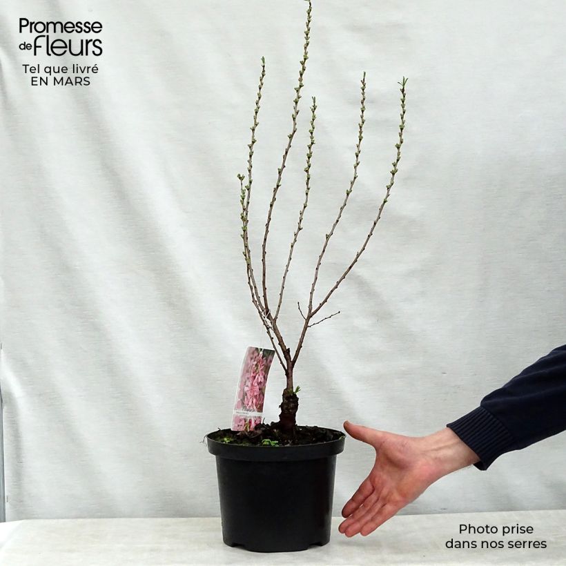 Prunus tenella Fire Hill sample as delivered in spring