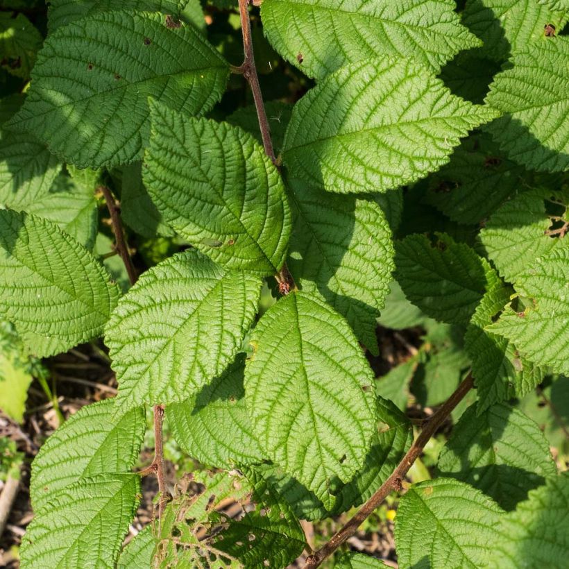 Prunus tomentosa - Nanking Cherry (Foliage)