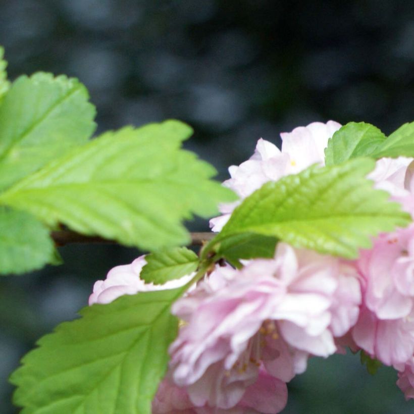 Prunus triloba - Flowering Almond (Foliage)