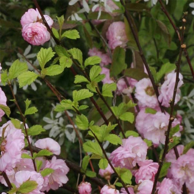 Prunus triloba Multiplex - Flowering Almond (Foliage)