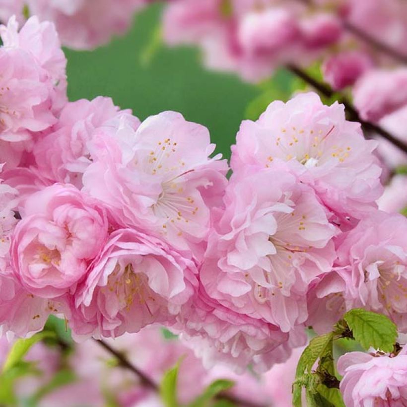 Prunus triloba Multiplex - Flowering Almond (Flowering)