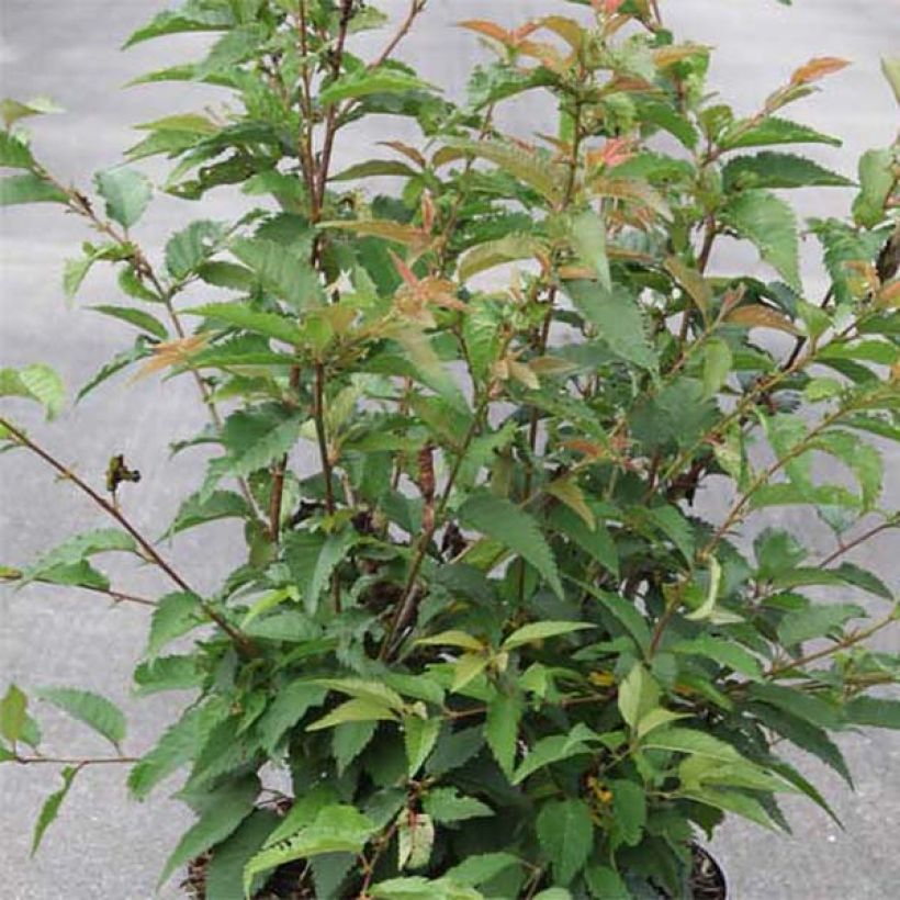 Prunus subhirtella Fukubana - Winter-flowering Cherry (Foliage)