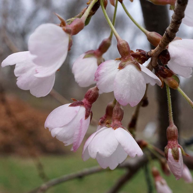 Prunus x yedoensis Shidare-Yoshino - Yoshino Cherry (Flowering)