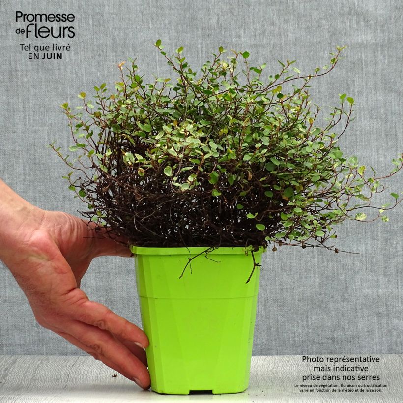 Pseudanthus tasmanicus Radiance 1.5L/2L pot sample as delivered in summer