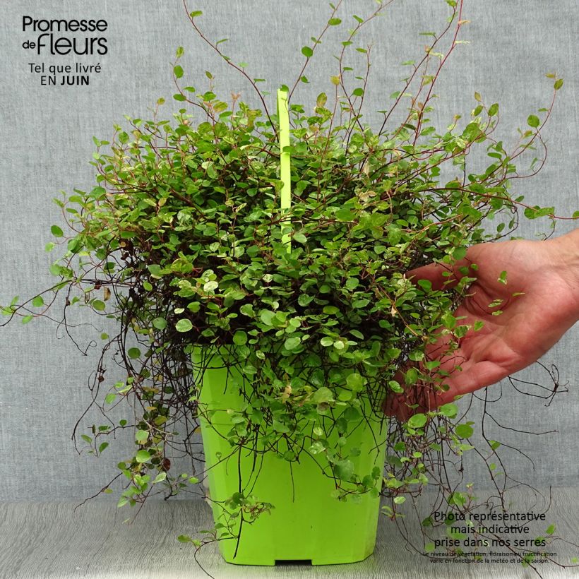 Pseudanthus tasmanicus Radiance 4L/5L pot sample as delivered in summer