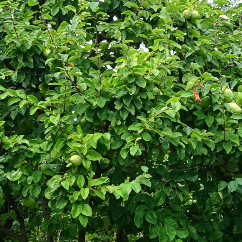 Pseudocydonia sinensis (Foliage)