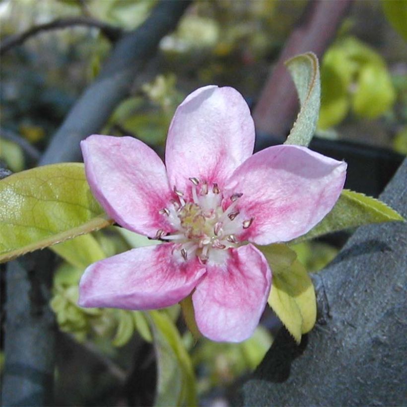 Pseudocydonia sinensis (Flowering)
