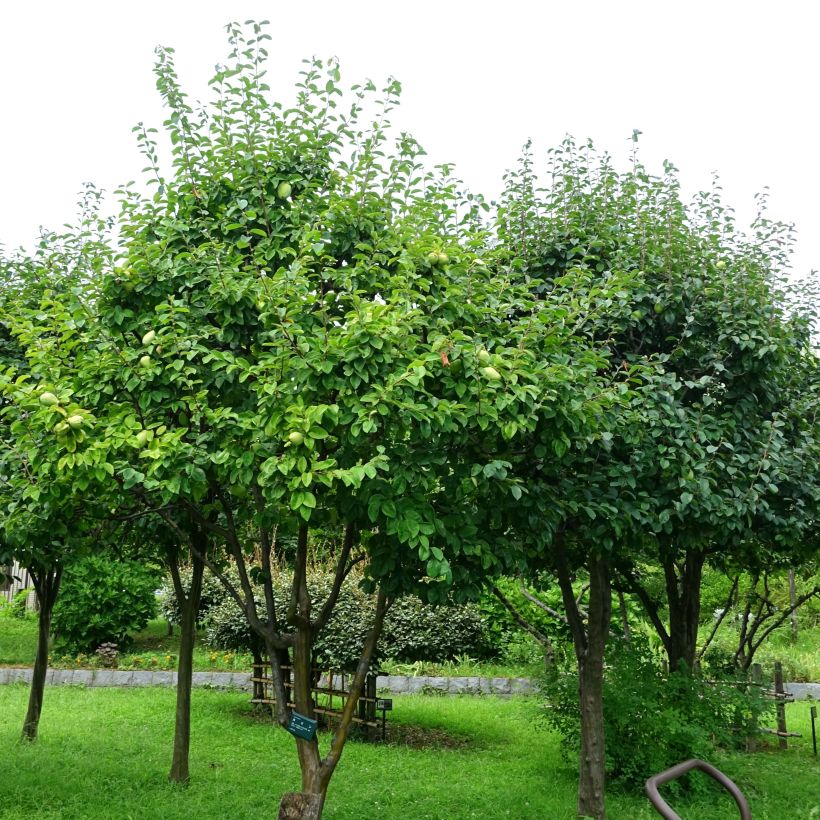 Pseudocydonia sinensis (Plant habit)