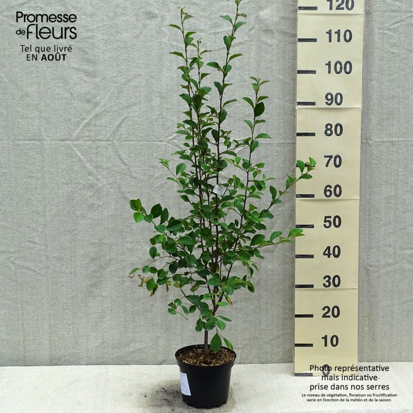 Pseudocydonia sinensis 3L/4L pot sample as delivered in summer