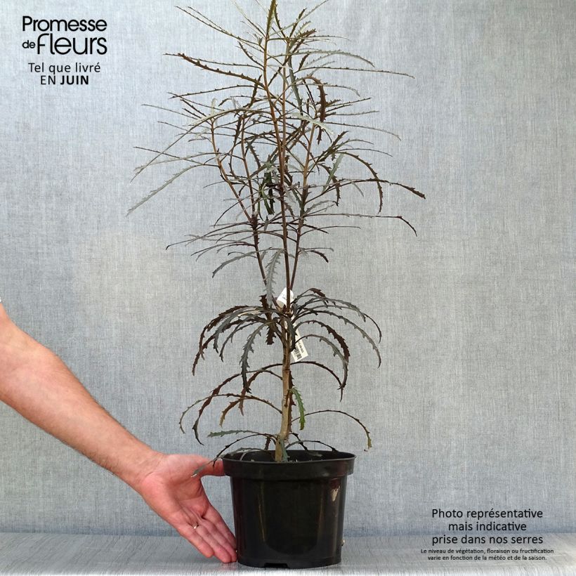 Pseudopanax lessonii Bronze Eagle 3L/4L pot sample as delivered in summer
